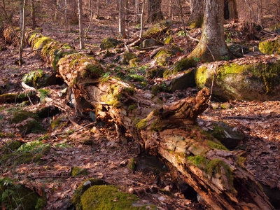 [Fallen tree with moss covering portions of it. Moss on surrounding trees and stumps as well.]